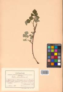 Rubus parvifolius L., Siberia, Russian Far East (S6) (Russia)