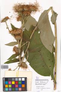 Inula helenium L., Eastern Europe, Moscow region (E4a) (Russia)