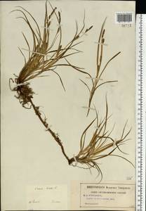 Carex hirta L., Eastern Europe, Central region (E4) (Russia)