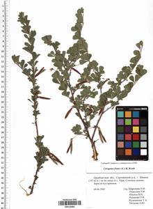 Caragana frutex (L.) K.Koch, Eastern Europe, Eastern region (E10) (Russia)
