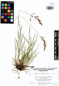 Agrostis stolonifera L., Siberia, Baikal & Transbaikal region (S4) (Russia)