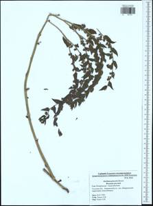 Anchusa procera Besser ex Link, Eastern Europe, Central region (E4) (Russia)