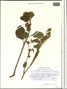 Arctium leiospermum Juz. & Ye. V. Serg., Siberia, Altai & Sayany Mountains (S2) (Russia)