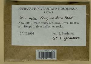 Grimmia longirostris Hook., Bryophytes, Bryophytes - Western Siberia (including Altai) (B15) (Russia)