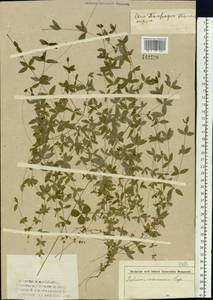 Cruciata glabra (L.) Opiz, Siberia, Western Siberia (S1) (Russia)