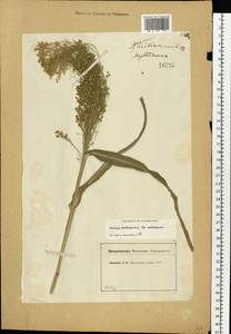 Panicum miliaceum L., Eastern Europe, Moscow region (E4a) (Russia)