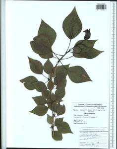 Populus tremuloides Michx., Eastern Europe, Central region (E4) (Russia)