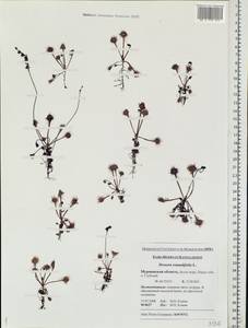 Drosera rotundifolia L., Eastern Europe, Northern region (E1) (Russia)