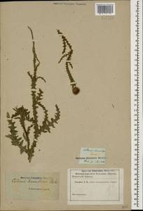 Carduus hamulosus Ehrh., Caucasus (no precise locality) (K0)