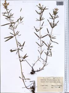 Dracocephalum ruyschiana L., Middle Asia, Northern & Central Kazakhstan (M10) (Kazakhstan)