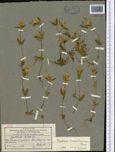 Gentianella turkestanorum (Gandoger) Holub, Middle Asia, Northern & Central Tian Shan (M4) (Kazakhstan)