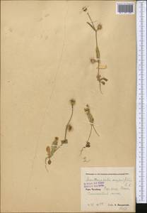 Acanthocephalus amplexifolius Kar. & Kir., Middle Asia, Pamir & Pamiro-Alai (M2) (Uzbekistan)