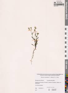 Senecio dubitabilis C.Jeffrey & Y.L.Chen, Siberia, Chukotka & Kamchatka (S7) (Russia)