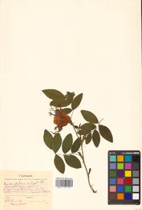 Rosa davurica Pall., Siberia, Russian Far East (S6) (Russia)