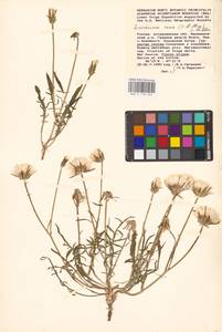 Scorzonera cana (C. A. Mey.) O. Hoffm., Eastern Europe, Lower Volga region (E9) (Russia)