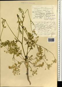 Carum carvi L., Mongolia (MONG) (Mongolia)