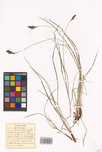 Carex eleusinoides Turcz. ex Kunth, Siberia, Russian Far East (S6) (Russia)