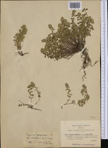 Thymus pulegioides subsp. montanus (Trevir.) Ronniger, Western Europe (EUR) (Italy)
