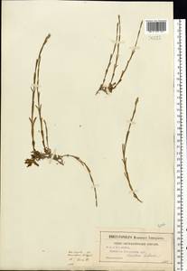 Dianthus deltoides L., Eastern Europe, Central region (E4) (Russia)
