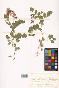 Lathyrus japonicus Willd., Siberia, Russian Far East (S6) (Russia)