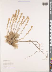 Artemisia arenaria DC., Caucasus, Black Sea Shore (from Novorossiysk to Adler) (K3) (Russia)