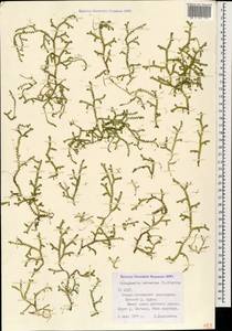 Lycopodioides helvetica (L.) Kuntze, Caucasus, North Ossetia, Ingushetia & Chechnya (K1c) (Russia)