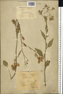 Lepidium latifolium L., Eastern Europe, Eastern region (E10) (Russia)