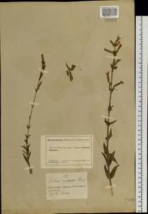 Silene viscosa (L.) Pers., Siberia, Altai & Sayany Mountains (S2) (Russia)