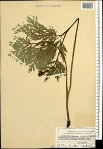 Eleutherospermum cicutarium (M. Bieb.) Boiss., Caucasus, Krasnodar Krai & Adygea (K1a) (Russia)
