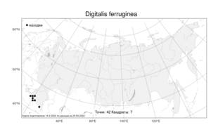 Digitalis ferruginea L., Atlas of the Russian Flora (FLORUS) (Russia)