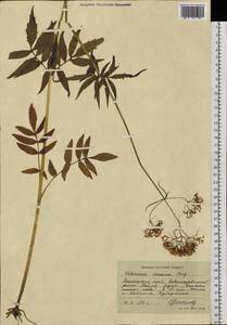 Valeriana officinalis L., Siberia, Russian Far East (S6) (Russia)