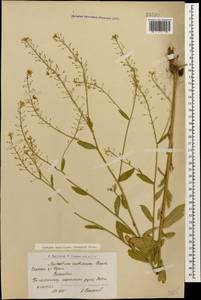 Rorippa austriaca (Crantz) Besser, Caucasus, Armenia (K5) (Armenia)