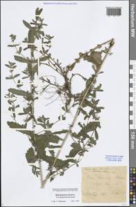 Teucrium scordium L., Eastern Europe, Central forest-and-steppe region (E6) (Russia)