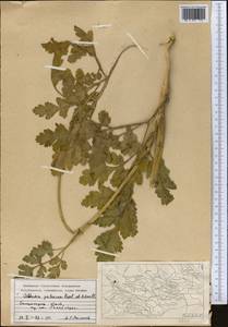 Kozlovia paleacea (Regel & Schmalh.) Lipsky, Middle Asia, Pamir & Pamiro-Alai (M2) (Kyrgyzstan)