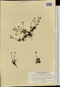 Eritrichium villosum (Ledeb.) Bunge, Siberia, Central Siberia (S3) (Russia)