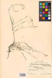 Sisymbrium polymorphum (Murray) Roth, Eastern Europe, Moscow region (E4a) (Russia)