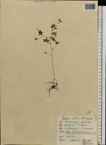 Geranium bohemicum L., Eastern Europe, Middle Volga region (E8) (Russia)