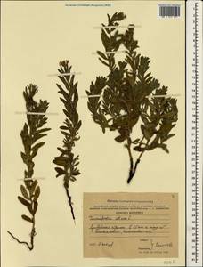 Heliotropium sibiricum (L.) J. I. M. Melo, Crimea (KRYM) (Ukraine)