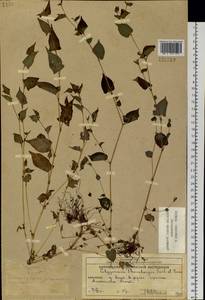 Persicaria thunbergii (Siebold & Zucc.) H. Gross, Siberia, Chukotka & Kamchatka (S7) (Russia)