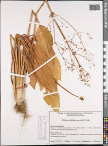 Alisma plantago-aquatica L., Siberia, Russian Far East (S6) (Russia)