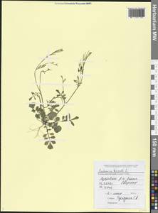 Cardamine hirsuta L., Caucasus, Black Sea Shore (from Novorossiysk to Adler) (K3) (Russia)