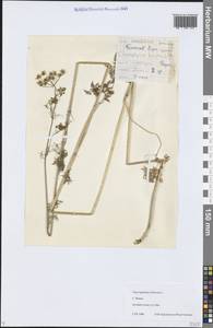 Chaerophyllum bulbosum L., Eastern Europe, Central region (E4) (Russia)