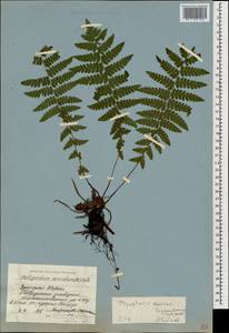 Dryopteris borreri (Newman) Oberh. & Tavel, Caucasus, Stavropol Krai, Karachay-Cherkessia & Kabardino-Balkaria (K1b) (Russia)