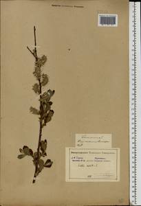 Salix aurita L., Eastern Europe, Central forest-and-steppe region (E6) (Russia)