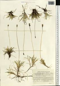 Tofieldia pusilla (Michx.) Pers., Eastern Europe, Northern region (E1) (Russia)