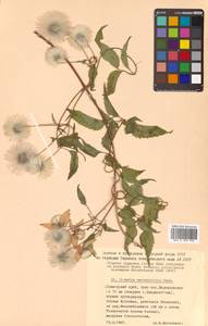 Clematis serratifolia Rehder, Siberia, Russian Far East (S6) (Russia)