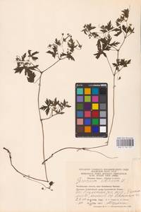 Geranium sibiricum L., Eastern Europe, Eastern region (E10) (Russia)