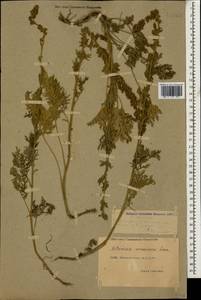 Artemisia armeniaca Lam., Caucasus, Dagestan (K2) (Russia)