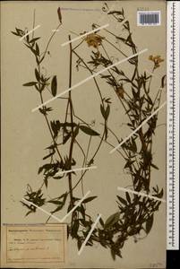 Lathyrus pratensis L., Caucasus, Abkhazia (K4a) (Abkhazia)
