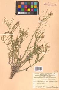 Clausia aprica (Stephan ex Willd.) Korn.-Trotzky, Eastern Europe, Eastern region (E10) (Russia)